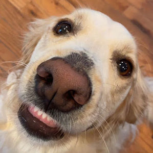 Meet your Posher, Jonah